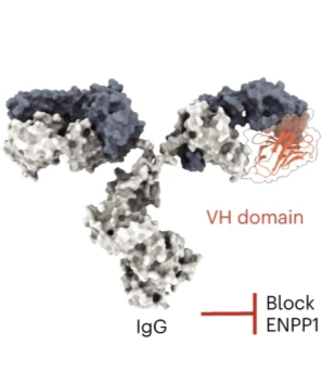 Discovery of VH domains that allosterically inhibit ENPP1.