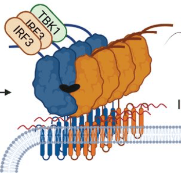 Blocking oligomerization is the most viable strategy to inhibit STING